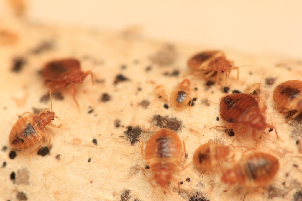 Bedbugs are flat and round, but very tiny. Adults are about 2 millimeters to 3 millimeters in length and brown in color, but they can appear reddish if they’ve fed recently.