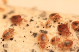 Bedbugs are flat and round, but very tiny. Adults are about 2 millimeters to 3 millimeters in length and brown in color, but they can appear reddish if they’ve fed recently.