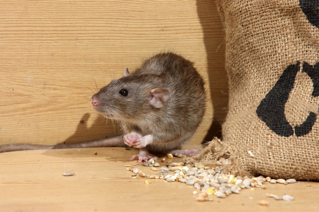 Food stored in non-airtight containers can attract rodents, including rats, especially those in search of a warm home in winter.