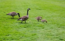 Canada geese are attracted to green open grassy areas or near bodies of water.