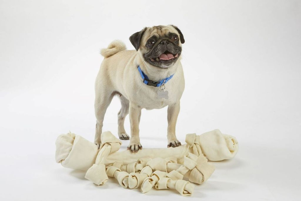 Cortie, Cortland's "spokespug"