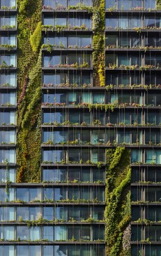 Botanist Patrick Blanc, known as the father of vertical gardens, used 250 plants and flowers across 24 plant-covered panels. Image courtesy of Frasers Property Australia and Sekisui House Australia