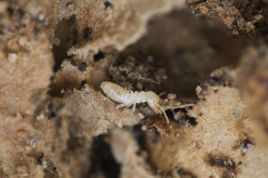 Termites can pose a serious threat to wood construction and building integrity. Be sure to pretreat for the insects, and, when possible, use noncellulose building materials to minimize the chances of a termite infestation.